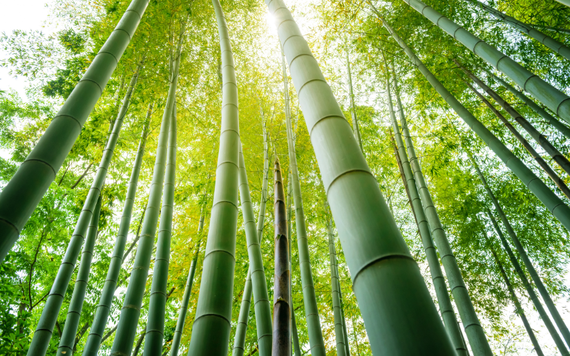 The Economic Importance of Credible Bamboo Certification in China